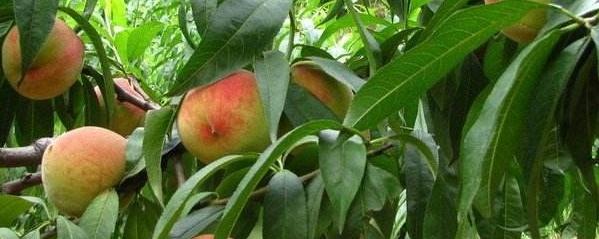 桃樹(shù)什么時(shí)候澆水最佳(分三個(gè)時(shí)期具體介紹) 桃樹(shù)什么時(shí)候澆水最佳(分三個(gè)時(shí)期具體介紹)