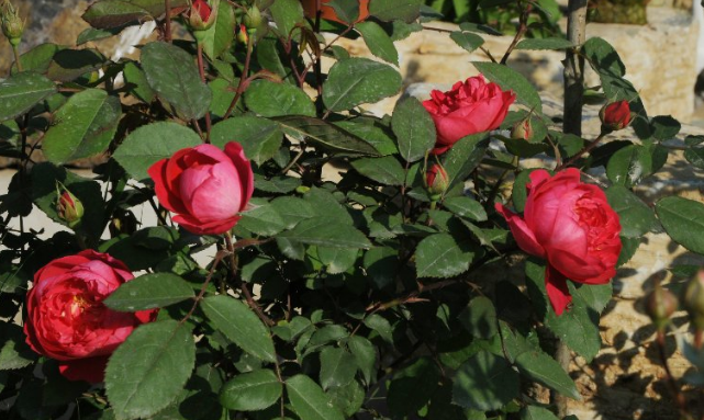 紅龍月季一年開(kāi)幾次花(可一年四季開(kāi)花) 紅龍月季一年開(kāi)幾次花(可一年四季開(kāi)花)