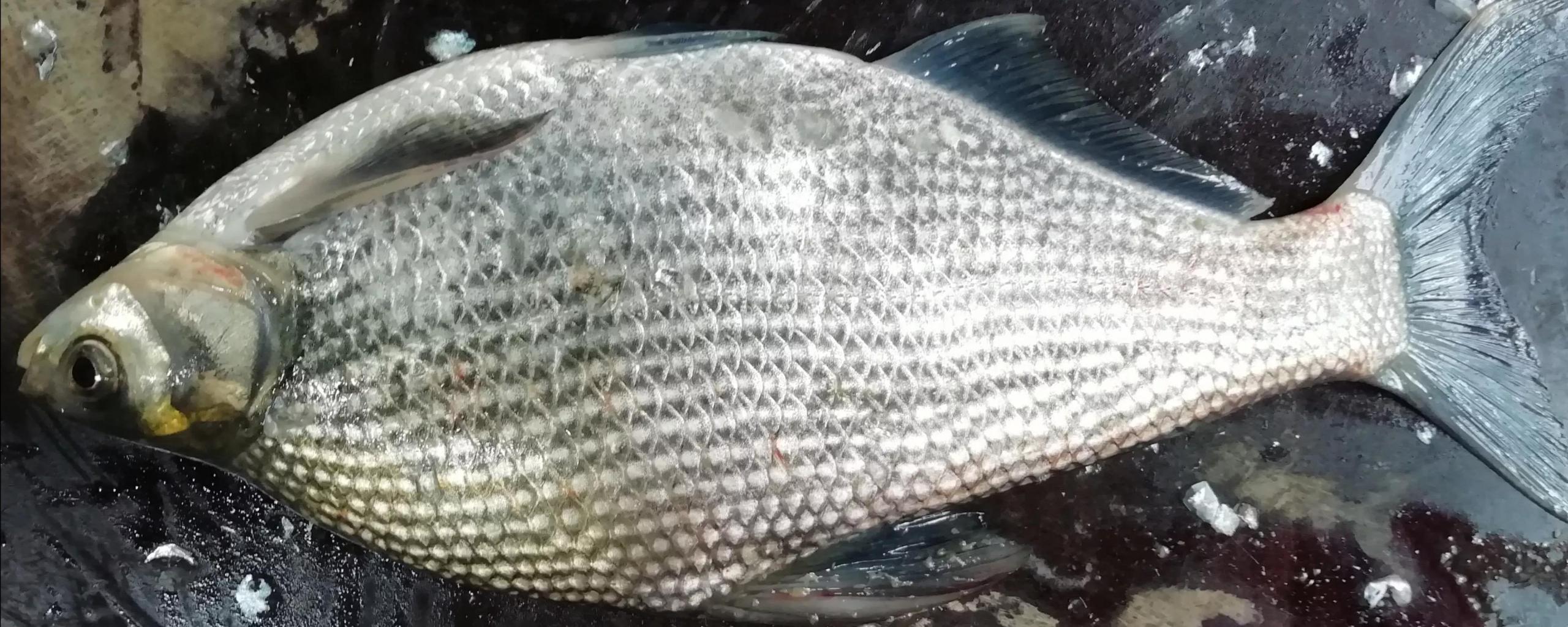 鳊魚(yú)是淡水魚(yú)還是海水魚(yú)(教你烹飪鳊魚(yú)技巧) 鳊魚(yú)是淡水魚(yú)還是海水魚(yú)(教你烹飪鳊魚(yú)技巧)