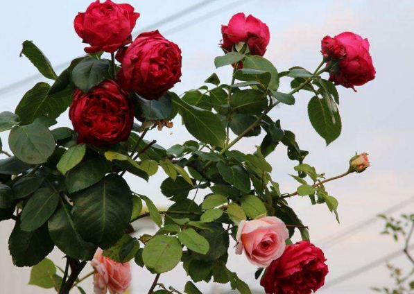 紅龍月季一年開(kāi)幾次花(可一年四季開(kāi)花) 紅龍月季一年開(kāi)幾次花(可一年四季開(kāi)花)