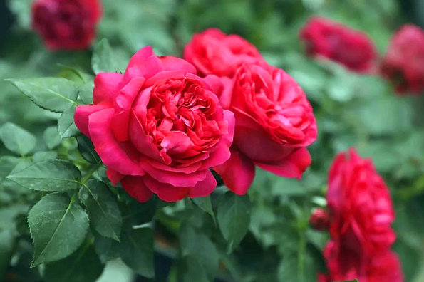 紅龍月季一年開(kāi)幾次花(可一年四季開(kāi)花) 紅龍月季一年開(kāi)幾次花(可一年四季開(kāi)花)