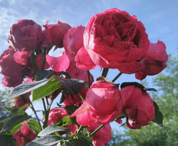 紅龍月季一年開(kāi)幾次花(可一年四季開(kāi)花) 紅龍月季一年開(kāi)幾次花(可一年四季開(kāi)花)
