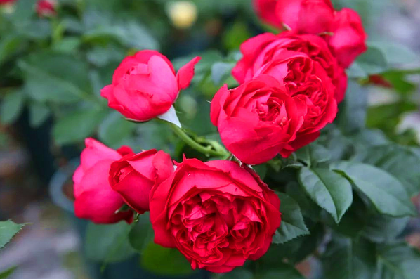 紅龍月季一年開(kāi)幾次花(可一年四季開(kāi)花) 紅龍月季一年開(kāi)幾次花(可一年四季開(kāi)花)