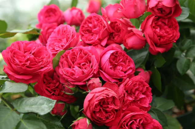 紅龍月季一年開(kāi)幾次花(可一年四季開(kāi)花) 紅龍月季一年開(kāi)幾次花(可一年四季開(kāi)花)