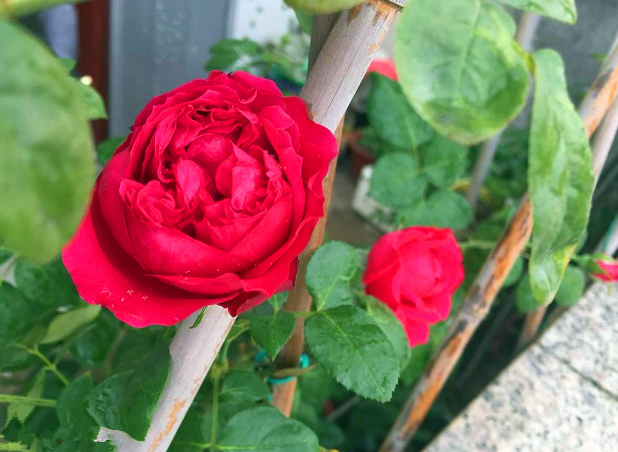 紅龍月季一年開(kāi)幾次花(可一年四季開(kāi)花) 紅龍月季一年開(kāi)幾次花(可一年四季開(kāi)花)