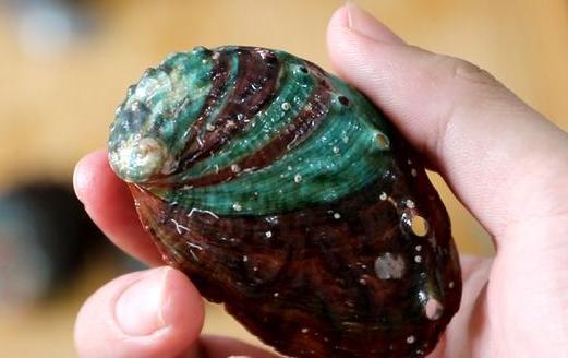 鯧魚(yú)的家常做法（紅燒鯧魚(yú)的家常做法）