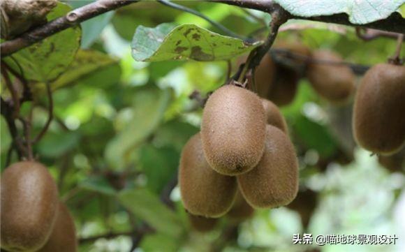 長(cháng)春蔓開(kāi)花嗎，長(cháng)春蔓和常春藤一樣嗎?