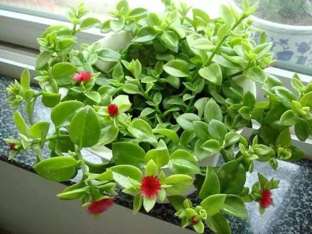 怎么讓牡丹吊蘭爆盆，怎么扦插，牡丹吊蘭水培圖片?