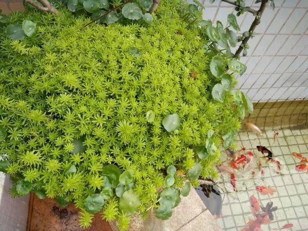 薄雪萬(wàn)年草怎么過(guò)冬，薄雪萬(wàn)年草和佛甲草區別?