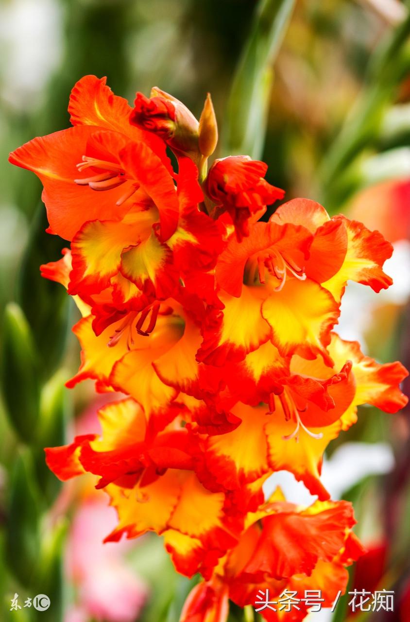 唐菖蒲什么時(shí)候開(kāi)花，唐菖蒲一年開(kāi)幾次花?