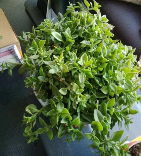 怎么讓牡丹吊蘭爆盆，怎么扦插，牡丹吊蘭水培圖片?