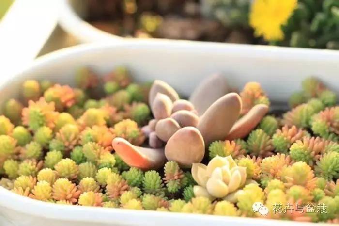 薄雪萬(wàn)年草開(kāi)花嗎，薄雪萬(wàn)年草耐寒多少度?