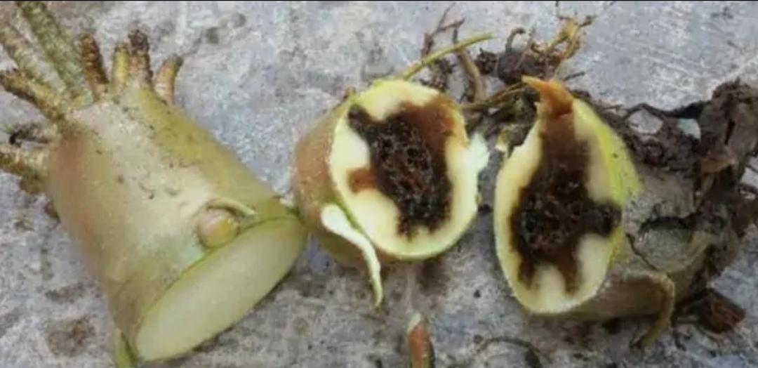 不夜城的分株繁殖，蝴蝶蘭是怎么繁殖的?