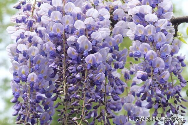 長(cháng)春蔓開(kāi)花嗎，長(cháng)春蔓和常春藤一樣嗎?