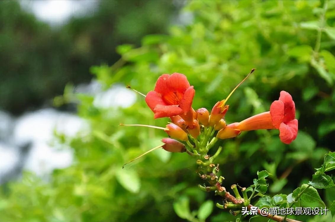 長(cháng)春蔓開(kāi)花嗎，長(cháng)春蔓和常春藤一樣嗎?