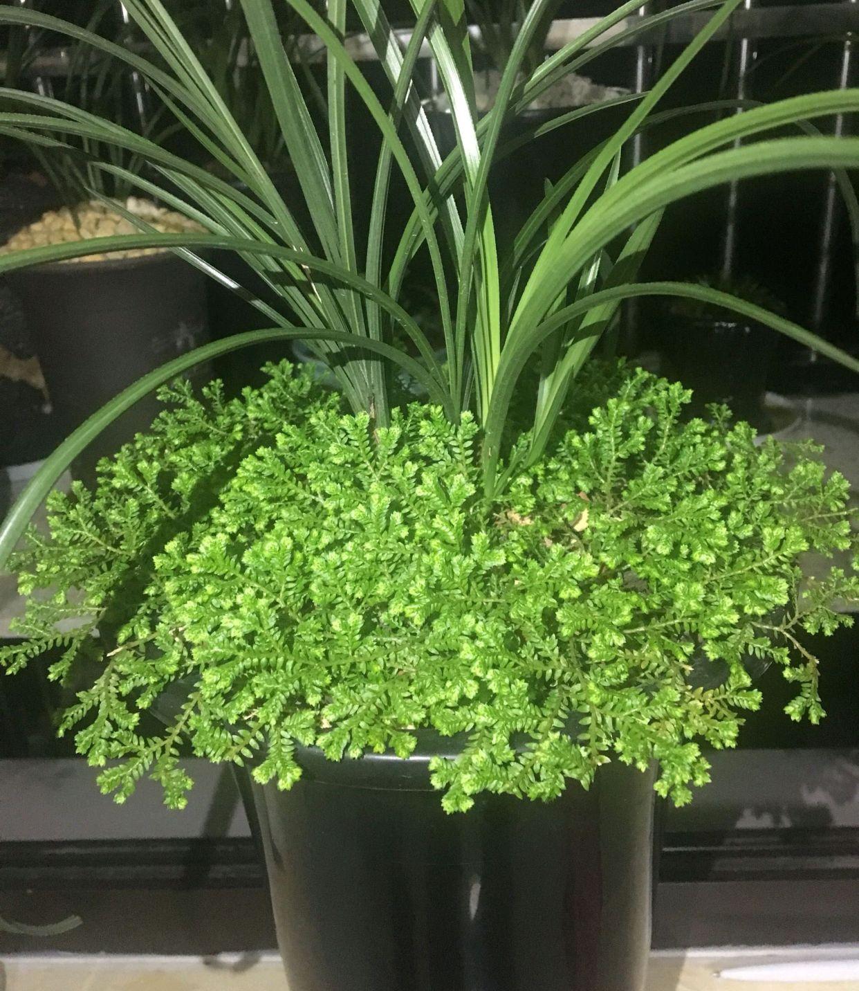 翠云草怎么繁殖，翠云草怎么爆盆?