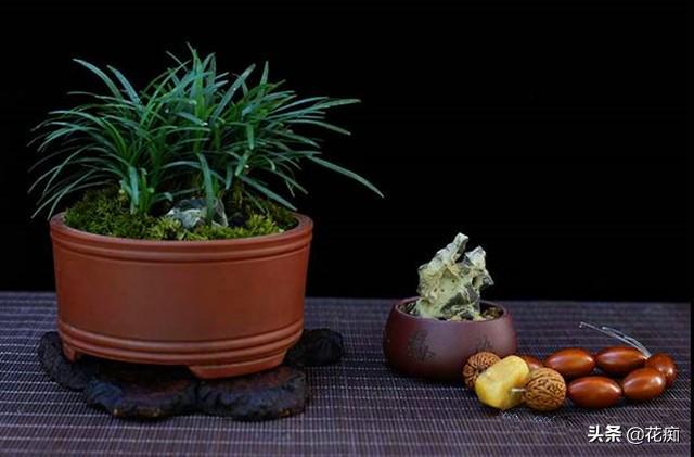菖蒲盆景怎么過(guò)冬?，新手如何養菖蒲?