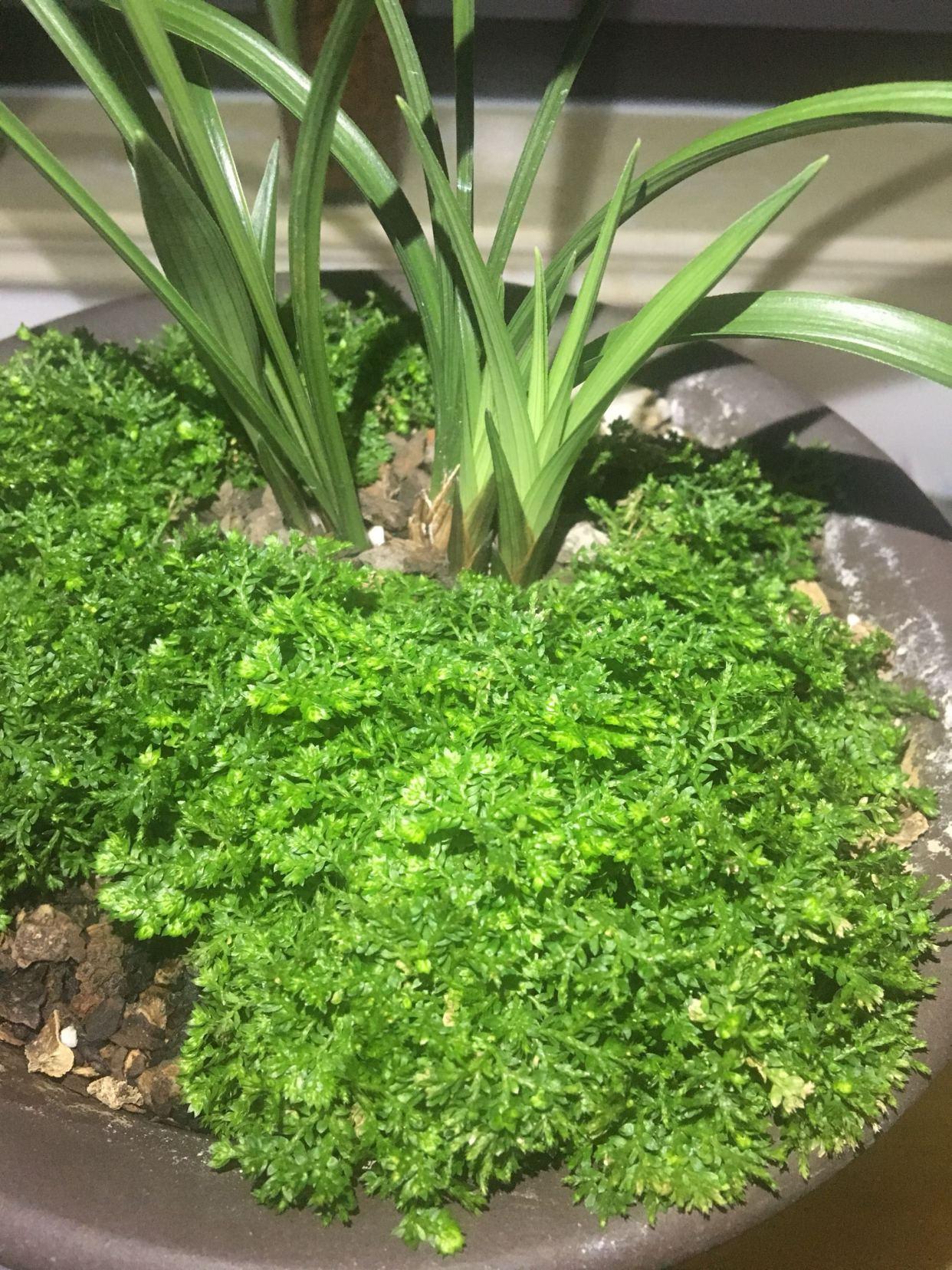 翠云草怎么繁殖，翠云草怎么爆盆?