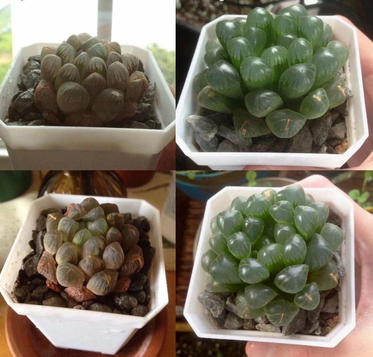 草玉露怎么澆水，這樣澆葉子更透亮了!，玉露干癟不服盆?