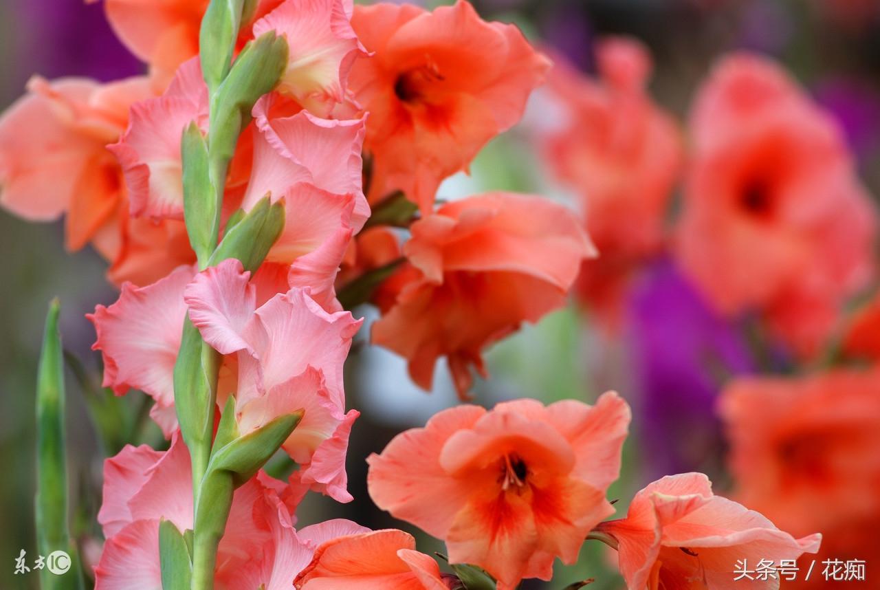 唐菖蒲什么時(shí)候開(kāi)花，唐菖蒲一年開(kāi)幾次花?