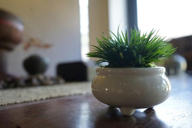 菖蒲怎么澆水，菖蒲葉尖干枯怎么辦?