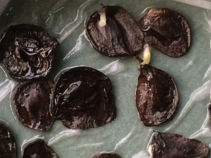 落地生根怎么澆水，落地生根盆栽怎么養?