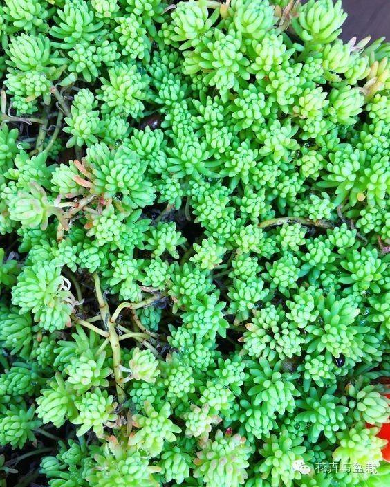 薄雪萬(wàn)年草開(kāi)花嗎，薄雪萬(wàn)年草耐寒多少度?