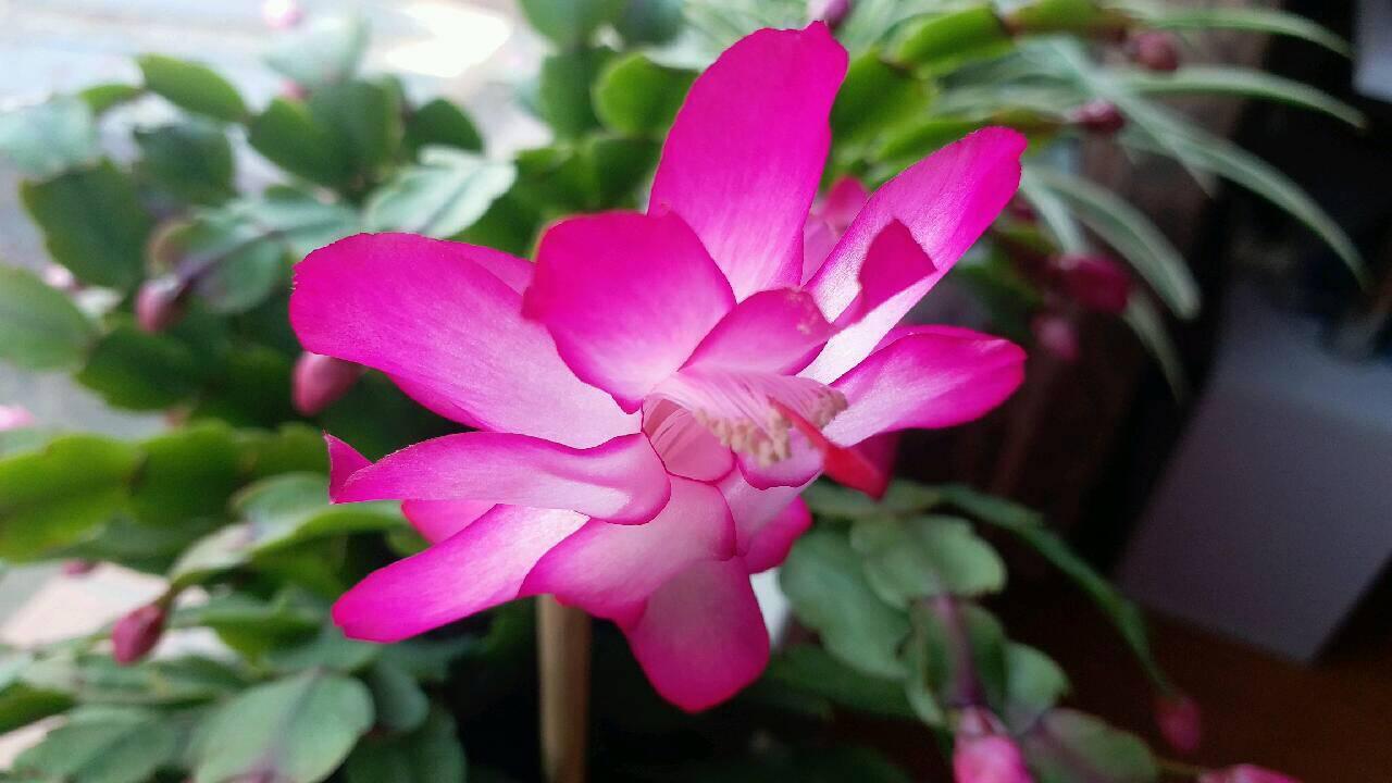 落地生根怎么摘心，落地生根怎么修剪?