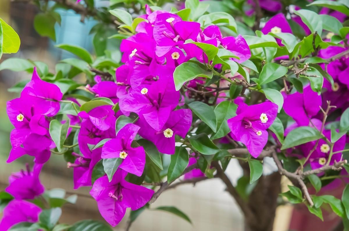 落地生根怎么摘心，落地生根怎么修剪?