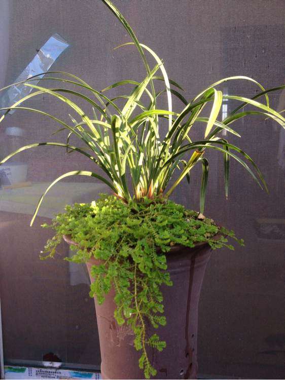 翠云草怎么繁殖，翠云草怎么爆盆?