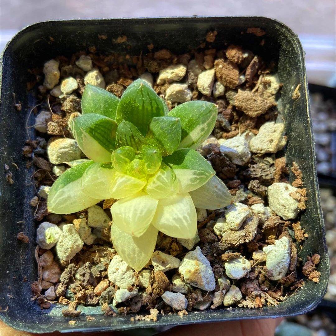 草玉露怎么澆水，這樣澆葉子更透亮了!，玉露干癟不服盆?