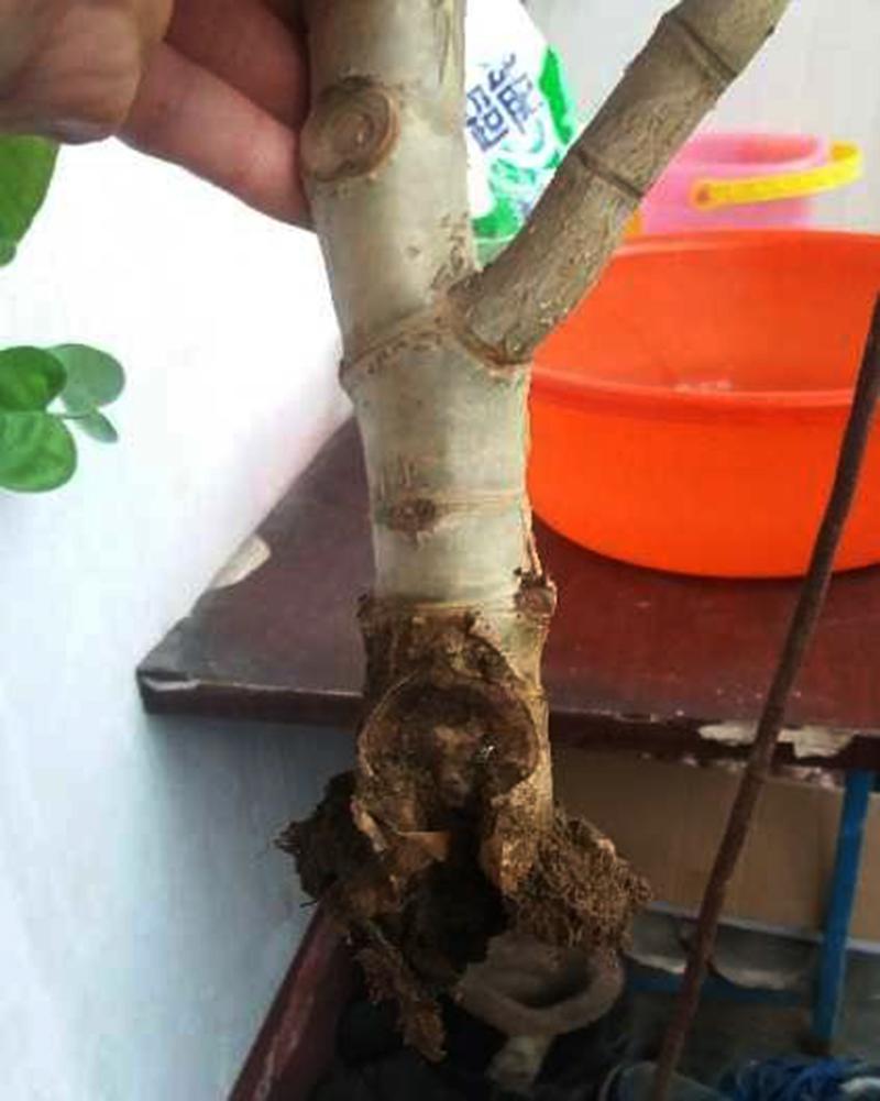 不夜城的分株繁殖，蝴蝶蘭是怎么繁殖的?