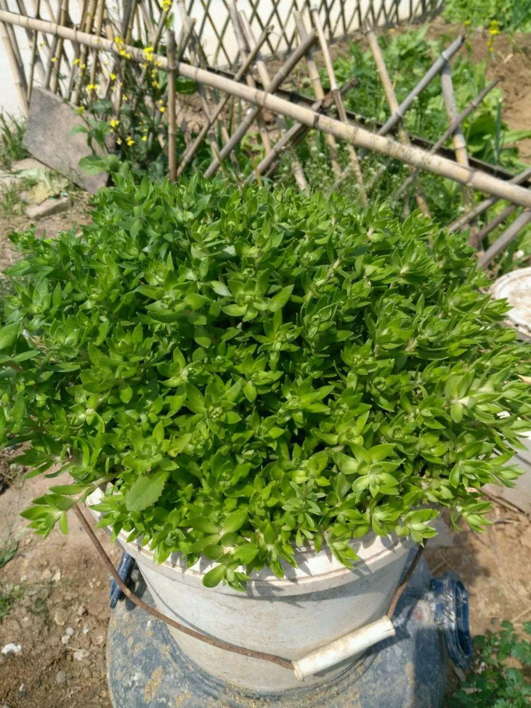 薄雪萬(wàn)年草怎么過(guò)冬，薄雪萬(wàn)年草和佛甲草區別?