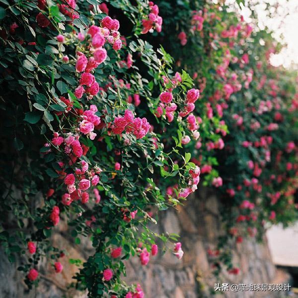 長(cháng)春蔓開(kāi)花嗎，長(cháng)春蔓和常春藤一樣嗎?