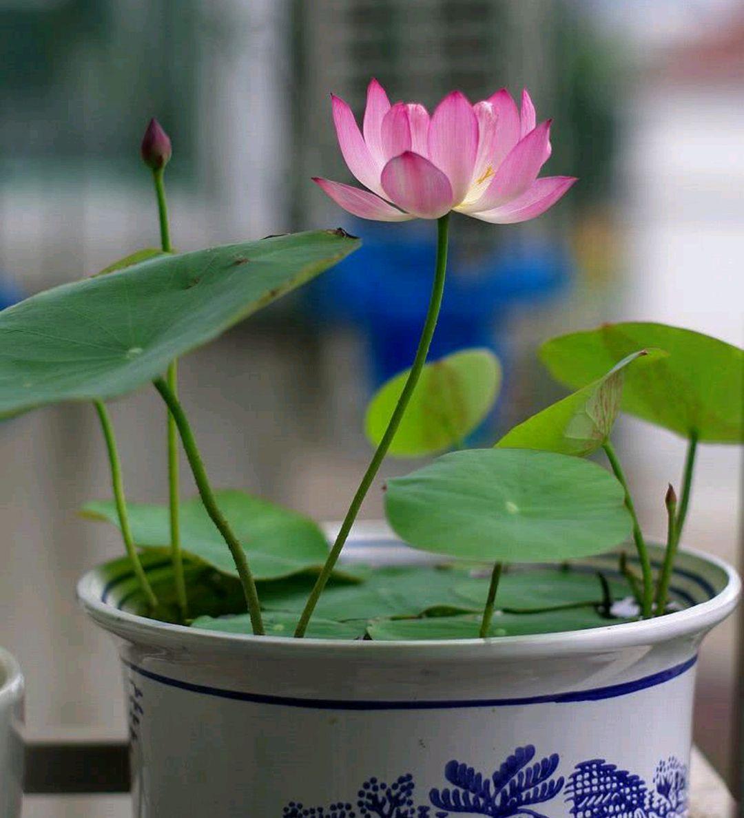 不夜城的分株繁殖，蝴蝶蘭是怎么繁殖的?