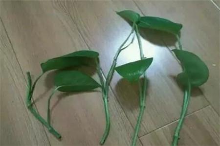 水培牡丹吊蘭的養殖方法和注意事項，水培會(huì )不會(huì )開(kāi)花，水培綠蘿放啥長(cháng)得快?