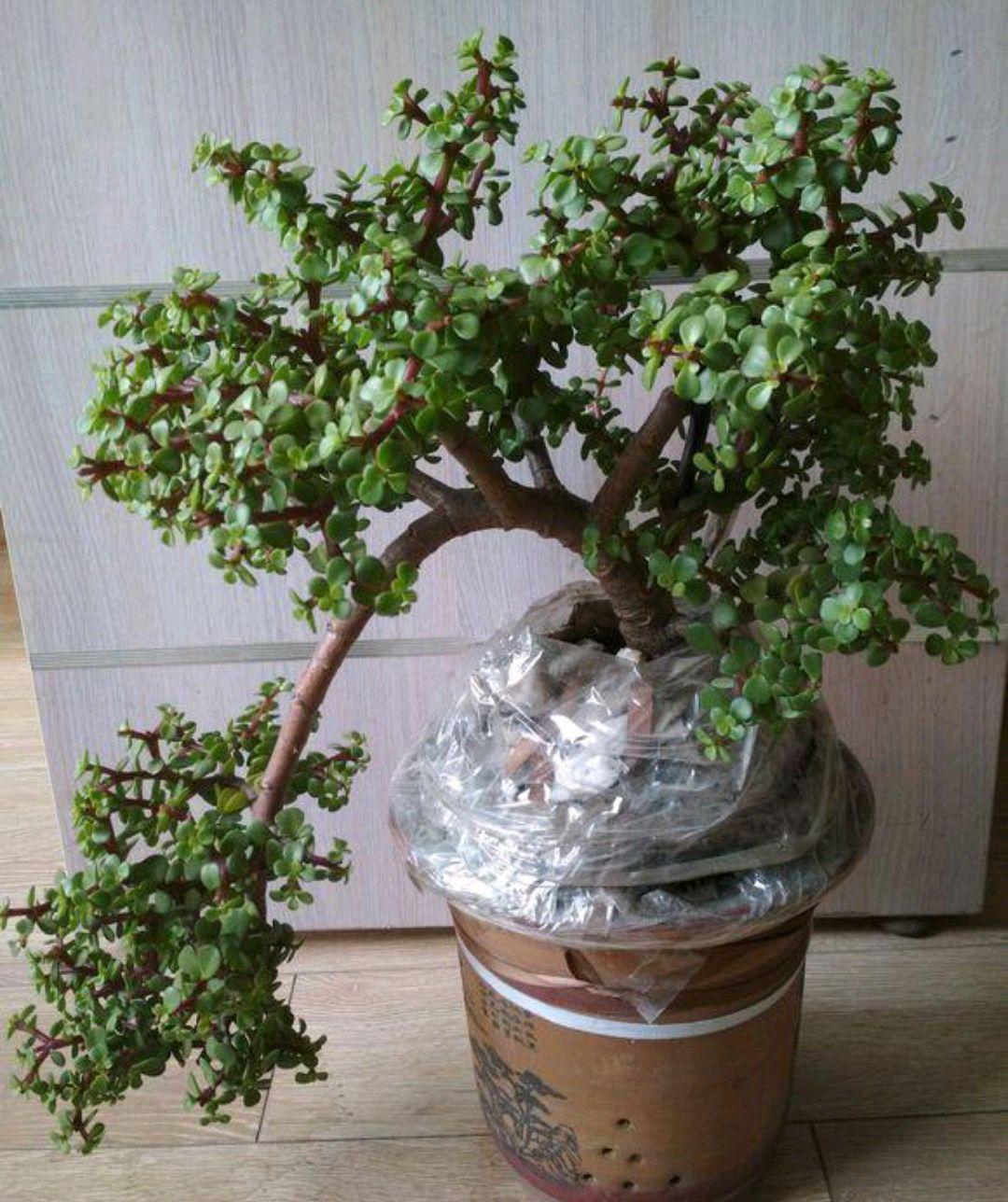 不夜城的分株繁殖，蝴蝶蘭是怎么繁殖的?