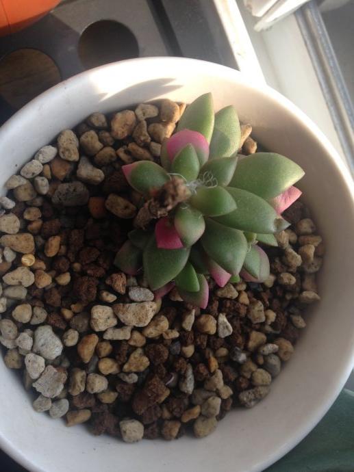 春夢(mèng)殿錦徒長(cháng)了怎么辦，春夢(mèng)殿錦葉片發(fā)軟?