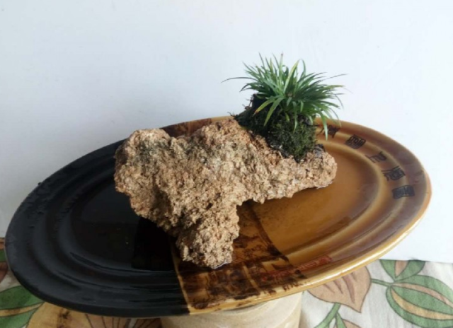 菖蒲怎么澆水，菖蒲葉尖干枯怎么辦?