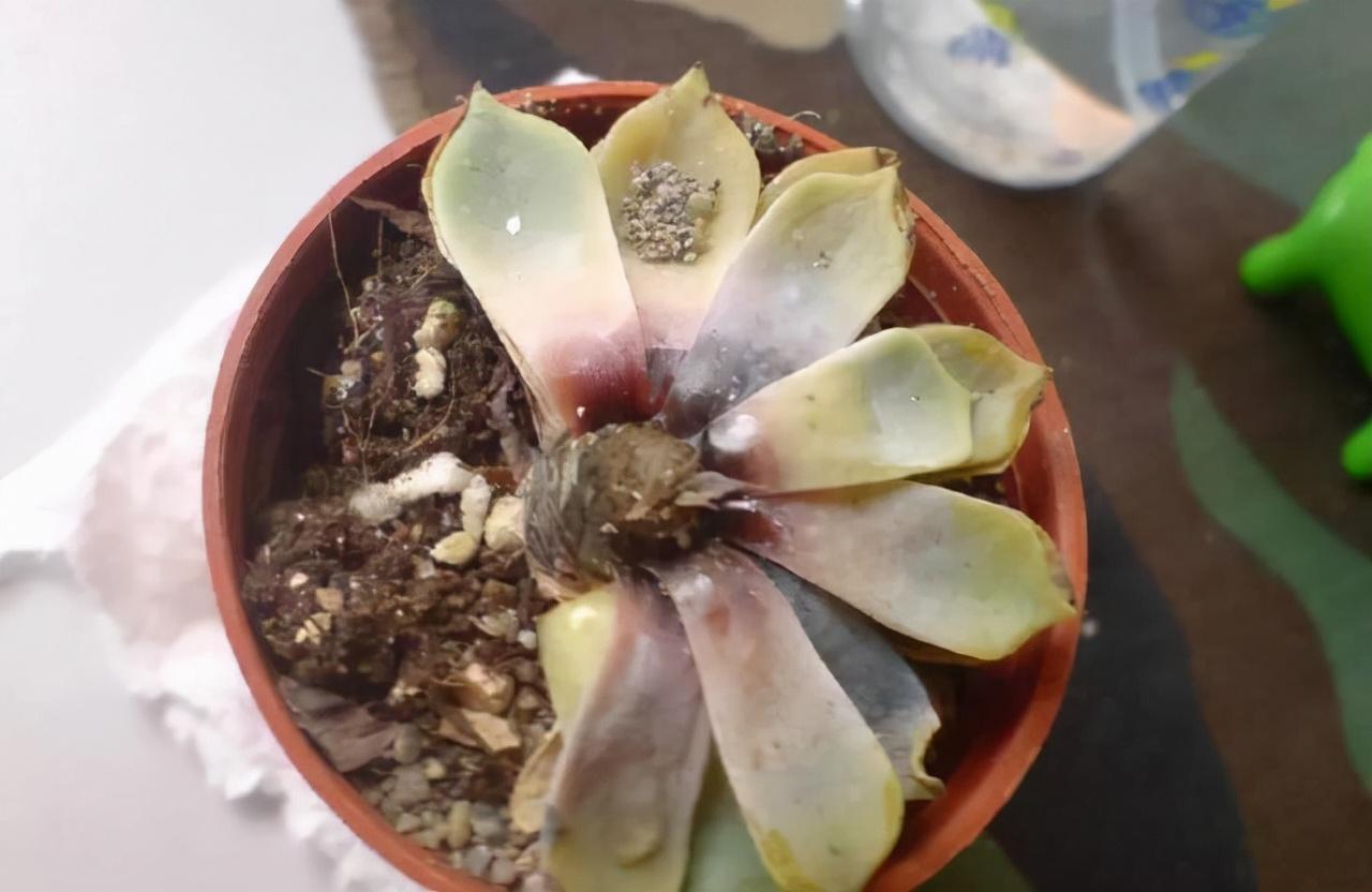 不夜城的分株繁殖，蝴蝶蘭是怎么繁殖的?