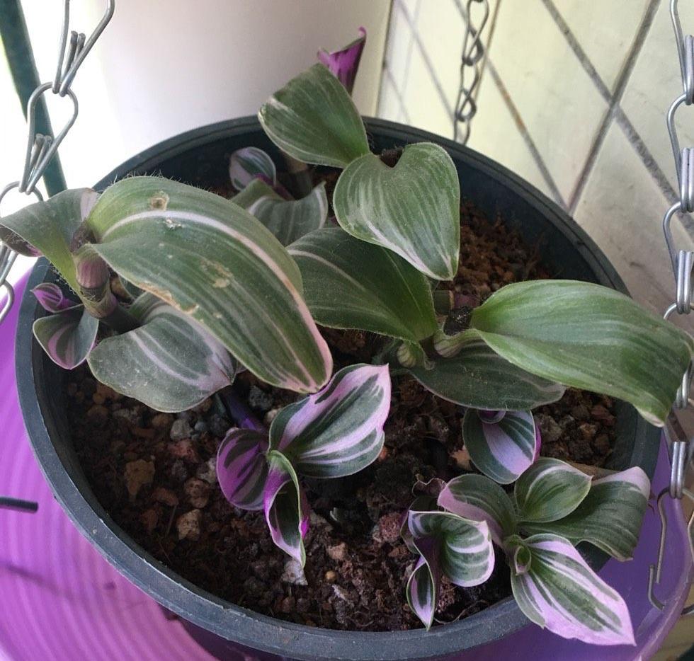 油畫(huà)吊蘭怎么養，怎么扦插，吊蘭扦插方法圖解?