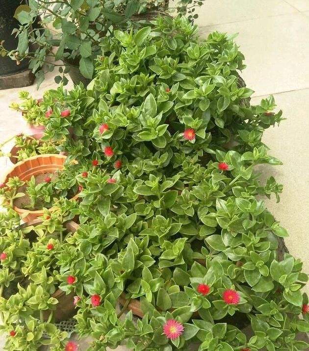 怎么讓牡丹吊蘭爆盆，怎么扦插，牡丹吊蘭水培圖片?