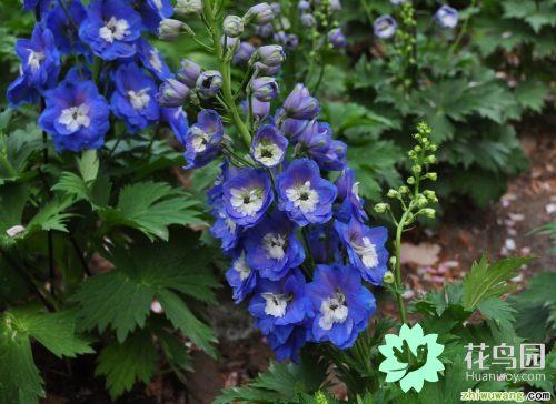 翠雀的繁殖方法，翠雀?