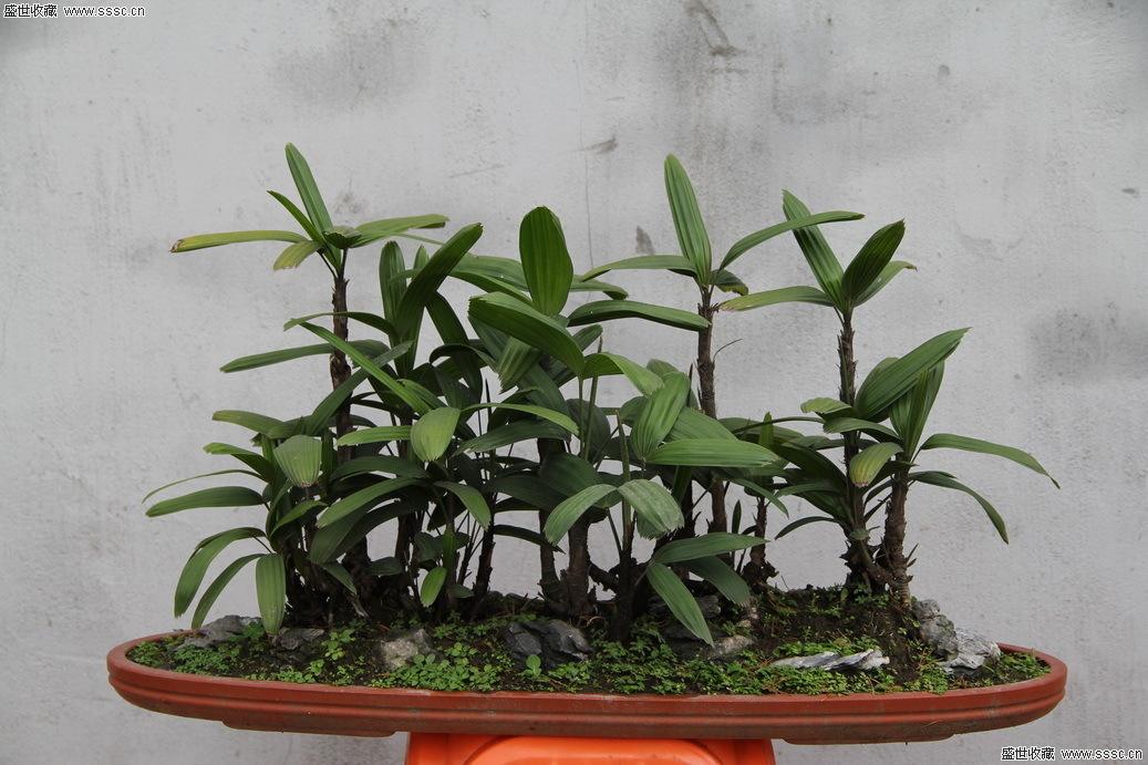 怎樣科學(xué)繁殖棕竹(棕竹種植技術(shù))