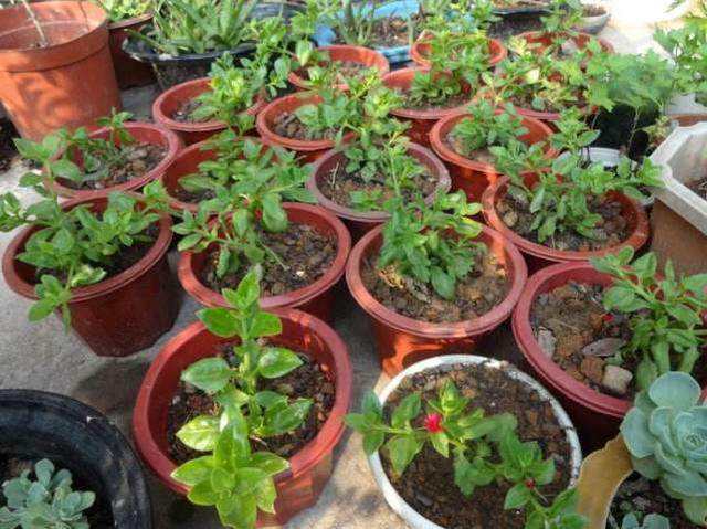 怎么讓牡丹吊蘭爆盆，怎么扦插，牡丹吊蘭水培圖片?