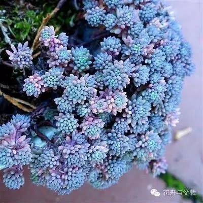 薄雪萬(wàn)年草開(kāi)花嗎，薄雪萬(wàn)年草耐寒多少度?