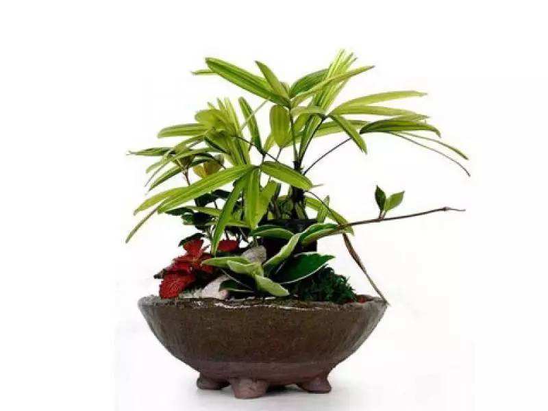 怎樣科學(xué)繁殖棕竹(棕竹種植技術(shù))