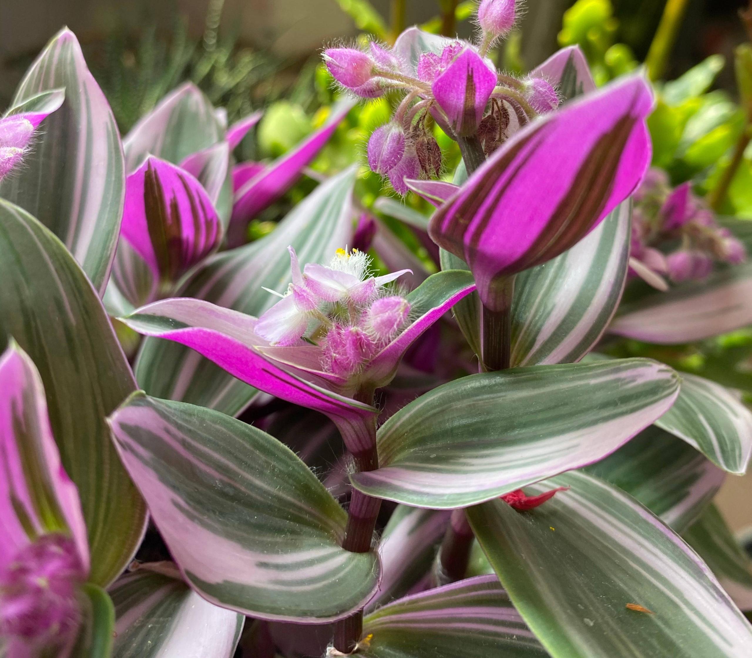 油畫(huà)吊蘭怎么養，怎么扦插，吊蘭扦插方法圖解?