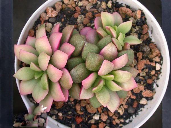 春夢(mèng)殿錦徒長(cháng)了怎么辦，春夢(mèng)殿錦葉片發(fā)軟?