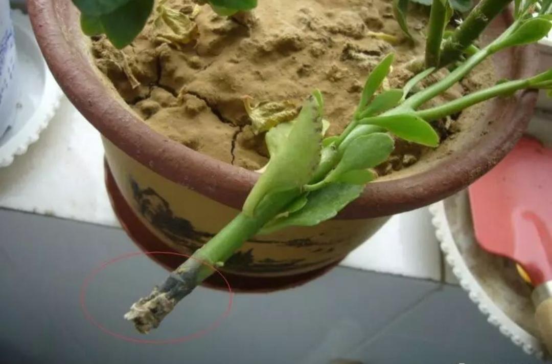 不夜城的分株繁殖，蝴蝶蘭是怎么繁殖的?